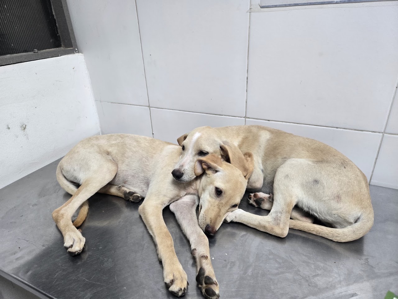 Dos perros descansando tras su consulta en Espacio Animal Veterinaria