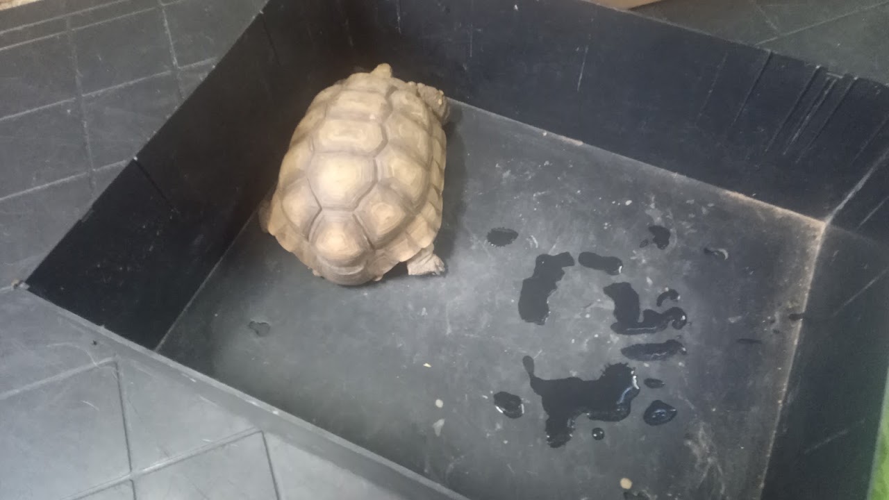 Tortuga en internación