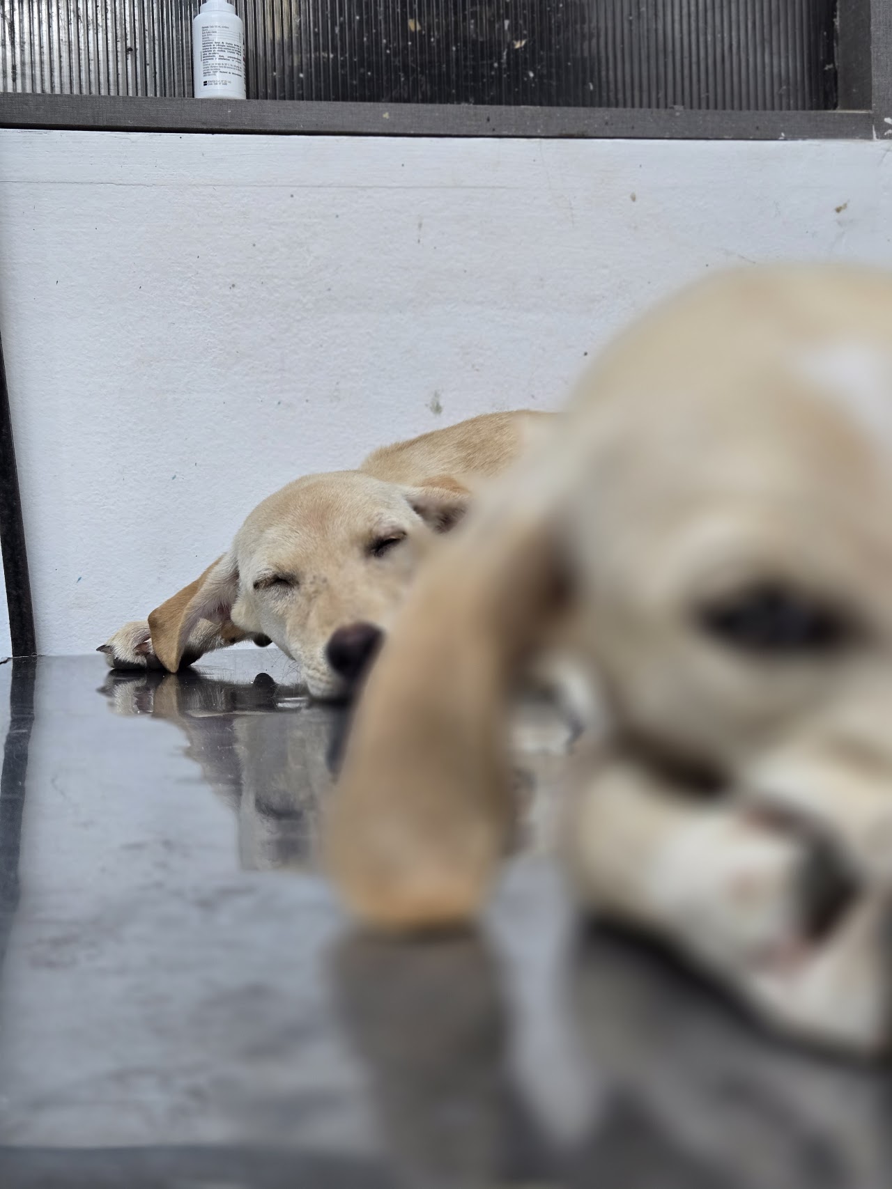 Cachorros descansando después de la consulta